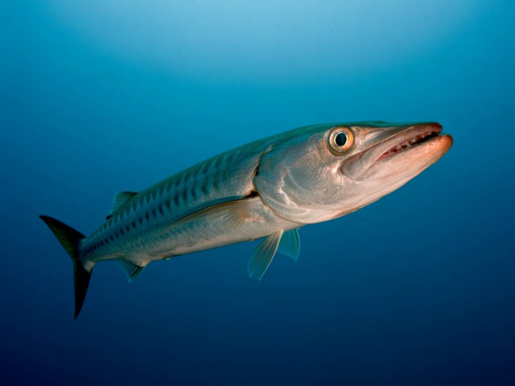 Barracuda Guadeloupe : où et comment pêcher ce redoutable carnassier des eaux tropicales